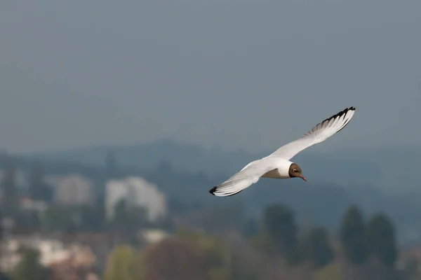 Spotting Seagull Flight Lake Constance Altenrhein Switzerland 2021 — Stock Photo, Image