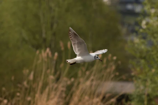 Spotting Seagull Flight Lake Constance Altenrhein Switzerland 2021 — Stock Photo, Image