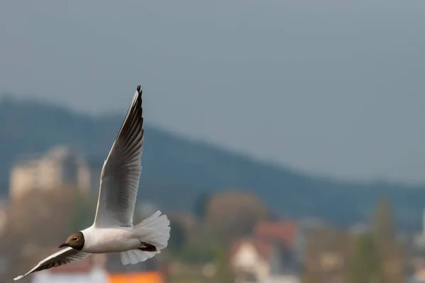 Spotting Seagull Flight Lake Constance Altenrhein Switzerland 2021 — Stock Photo, Image