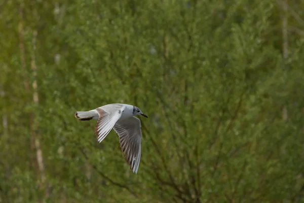 Spotting Seagull Flight Lake Constance Altenrhein Switzerland 2021 — Stock Photo, Image