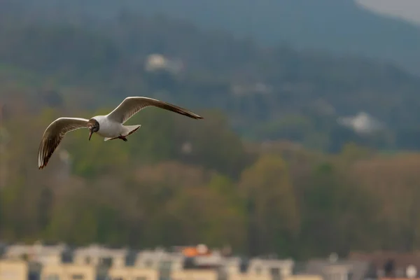 Spotting Seagull Flight Lake Constance Altenrhein Switzerland 2021 — Stock Photo, Image
