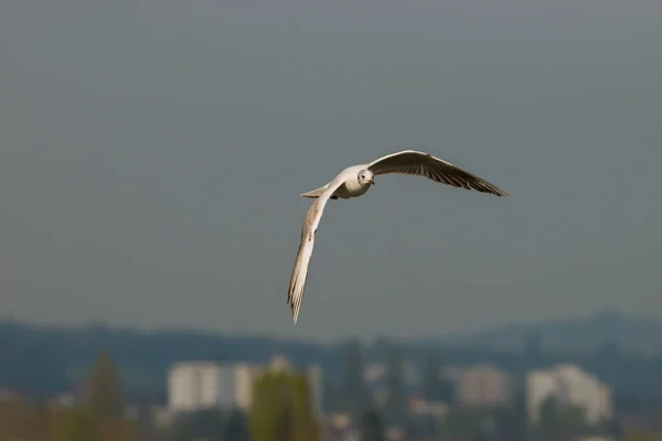 Spotting Seagull Flight Lake Constance Altenrhein Switzerland 2021 — Stock Photo, Image