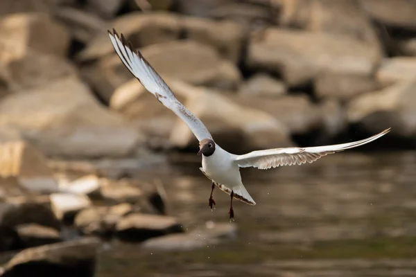 Spotting Seagull Flight Lake Constance Altenrhein Switzerland 2021 — Stock Photo, Image