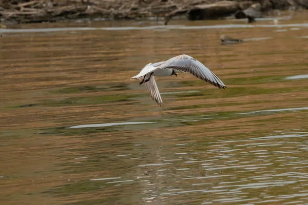 Möwenbeobachtung Flug Bodensee Altenrhein Der Schweiz 2021 — Stockfoto