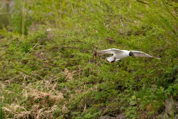 Spotting Seagull Flight Lake Constance Altenrhein Switzerland 2021 — Stock Photo, Image