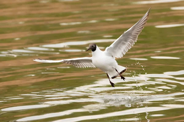 Spotting Seagull Flight Lake Constance Altenrhein Switzerland 2021 — Stock Photo, Image