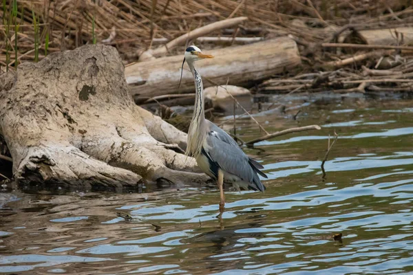 Avistando Uma Garça Lago Constança Altenrhein Suíça 2021 — Fotografia de Stock