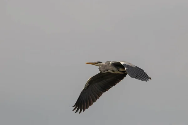 Spotting Heron Lake Constance Altenrhein Switzerland 2021 — Stock Photo, Image