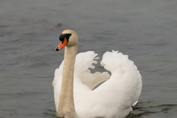 Cisne Blanco Está Nadando Bahía Del Lago Constanza Altenrhein Suiza — Foto de Stock