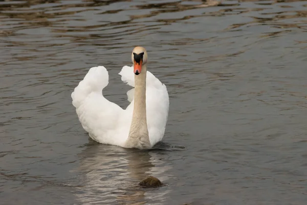 Cygne Blanc Nage Dans Baie Lac Constance Altenrhein Suisse 2021 — Photo