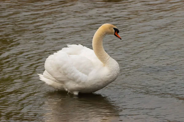 Weißer Schwan Schwimmt Der Bucht Des Bodensees Altenrhein Der Schweiz — Stockfoto