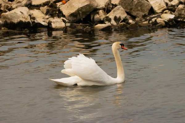 Weißer Schwan Schwimmt Der Bucht Des Bodensees Altenrhein Der Schweiz — Stockfoto