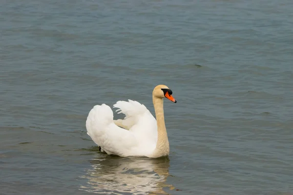 White Swan Swimming Bay Lake Constance Altenrhein Switzerland 2021 — Stock Photo, Image