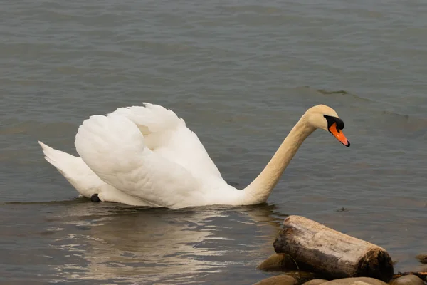 Cisne Blanco Está Nadando Bahía Del Lago Constanza Altenrhein Suiza —  Fotos de Stock