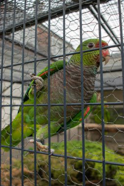 İsviçre 'de Winterthur' da bir kuş parkında yeşil papağan.