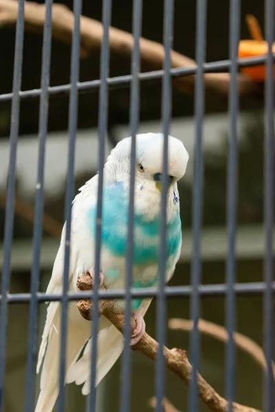 Lindo Pajarito Zoológico Winterthur Suiza 2021 —  Fotos de Stock