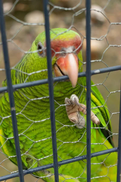 Papagaio Verde Parque Pássaros Winterthur Suíça 2021 — Fotografia de Stock