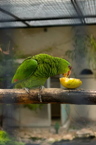 Zöld Papagáj Eszik Egy Almát Egy Madár Park Winterthur Svájcban — Stock Fotó