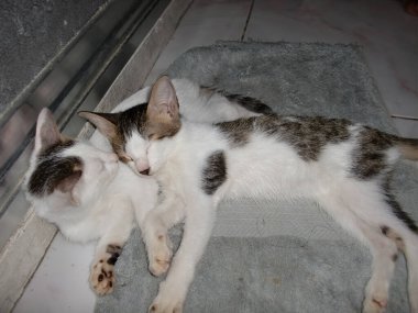 6.1.2009 'da bir yatakta birbirini seven iki kedi.