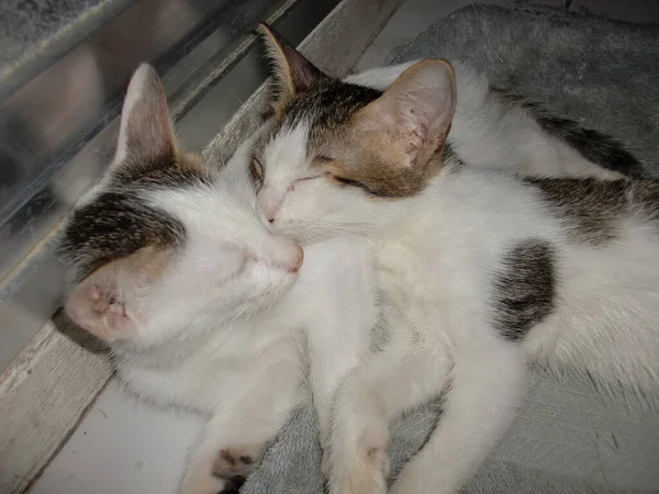 Dos Gatos Abrazos Como Uno Otro Una Cama 2009 —  Fotos de Stock