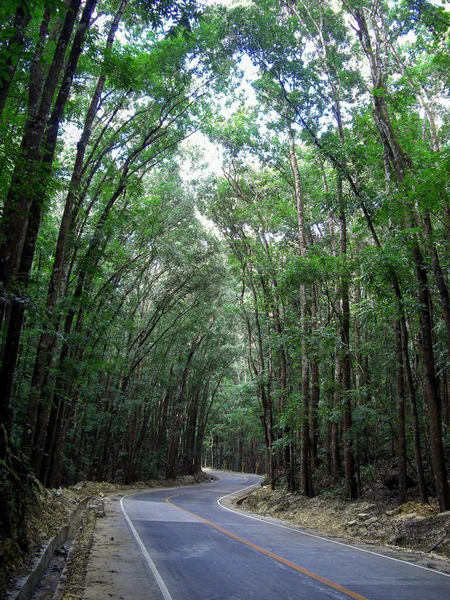 Jazda Ulicą Między Drzewami Wyspie Bohol Filipinach 2014 — Zdjęcie stockowe
