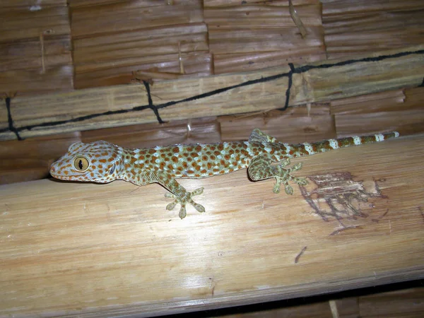 Tuco Lizard Sitting Bamboo Pole Philippines 2013 — Stock Photo, Image