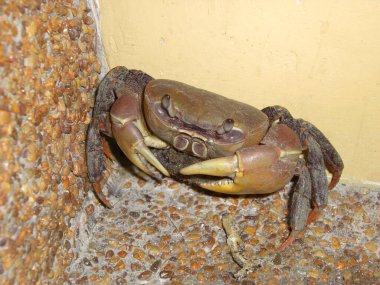 Lovely Crab, Filipinler 'de bir köşede oturuyor. 17.10.2012