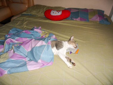 Lovely cat is sleeping in the bed covered with a blanket in Puerto Galera on the Philippines 14.1.2013