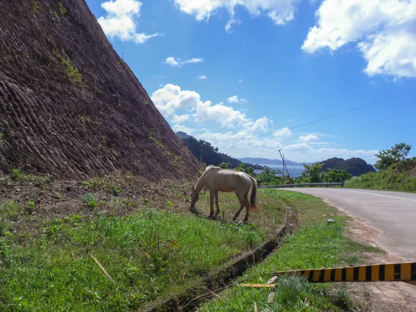 Лошадь Стоящая Рядом Улицей Имеет Немного Еды Острове Палаван Филиппинах — стоковое фото