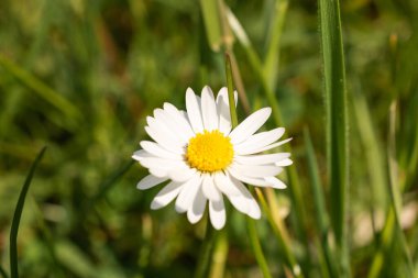Oberriet İsviçre, 28 Nisan 2021 İlkbaharda büyüyen güzel papatya çiçeği