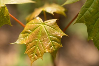 Oberriet İsviçre, 28 Nisan 2021 Ormandaki bir akçaağaç yaprağına yaklaş