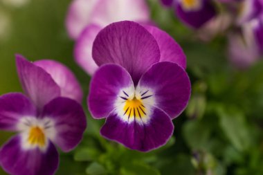 Ruggell, Lihtenştayn, 28 Nisan 2021 Renkli bir zambak çiçeği.