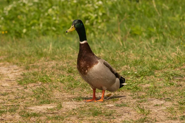 Oberriet Suiza Abril 2021 Duck Está Descubriendo Sus Alrededores — Foto de Stock