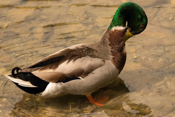 Oberriet Suisse Avril 2021 Canard Mâle Nage Dans Lac — Photo