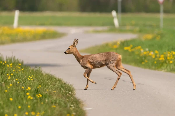 Oberriet İsviçre, 28 Nisan 2021 Vahşi genç geyik yeşil bir arazide koşuyor.