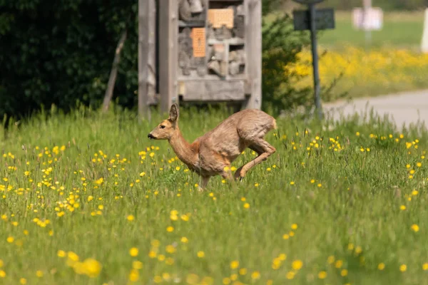 2021年4月28日 瑞士奥伯雷特 一头野生小鹿在一片绿地上奔跑 — 图库照片