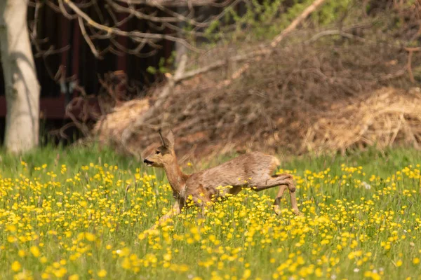 Oberriet Svizzera Aprile 2021 Giovane Cervo Selvatico Corre Campo Verde — Foto Stock