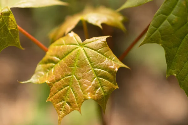 Oberriet İsviçre, 28 Nisan 2021 Ormandaki bir akçaağaç yaprağına yaklaş