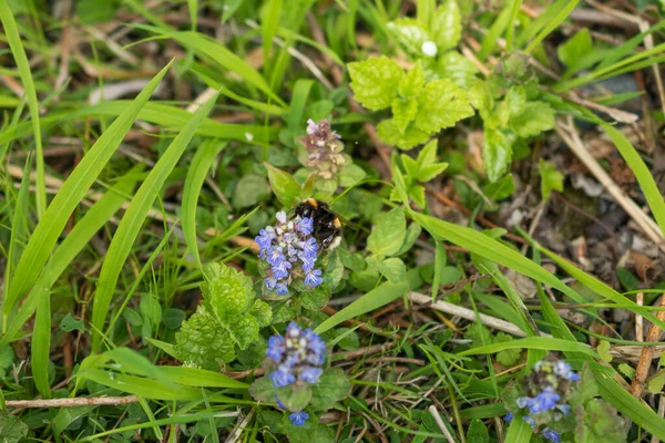 Oberriet İsviçre, 28 Nisan 2021 Bumble arısı mavi bir çiçeğin üzerinde oturuyor.