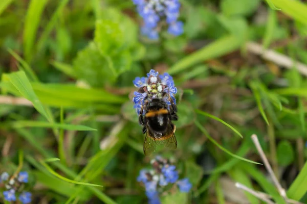Oberriet Schweiz April 2021 Bumble Bee Sitter Blomningen Blå Blomma — Stockfoto