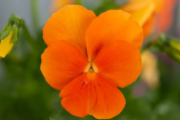 Ruggell Liechtenstein April 2021 Makro Färgglad Apelsinblomma — Stockfoto