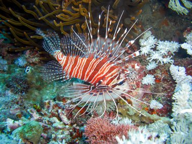Filipinler 'deki 14.11.2016 denizinde yayın engelli Firefish (Pterois Antennata) su altında