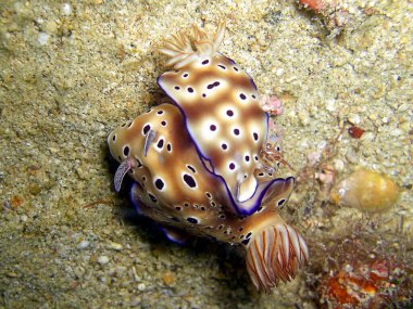 Filipinler Denizi 'nde yan yana yüzen iki çıplak dal (Hypselodoris Tryoni) 9.12.2016