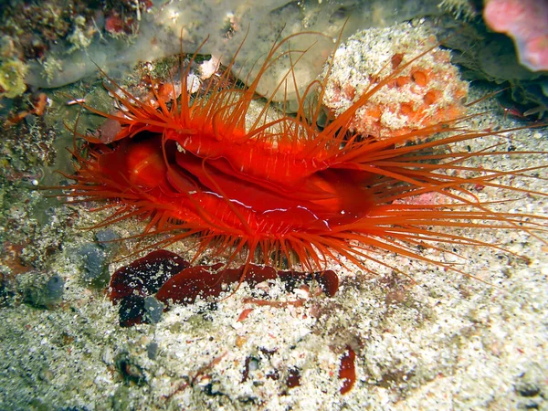 Filipinler Denizi Nde Yerde Bir Kırmızı Elektrikli Midye Ctenoides Ales — Stok fotoğraf