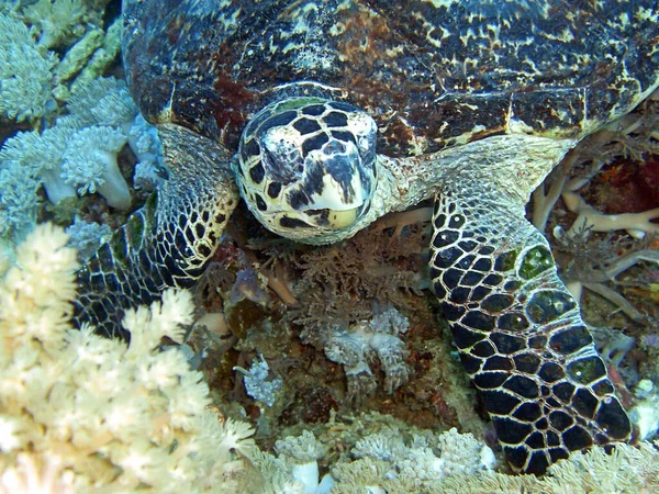 Avistando Uma Tartaruga Marinha Subaquática Mar Filipino 2016 — Fotografia de Stock