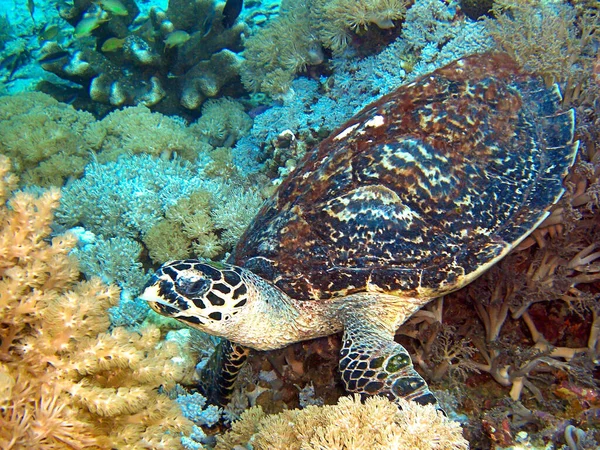 Поиск Морской Черепахи Водой Филиппинском Море 2016 — стоковое фото