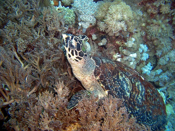 Avistando Uma Tartaruga Marinha Subaquática Mar Filipino 2016 — Fotografia de Stock