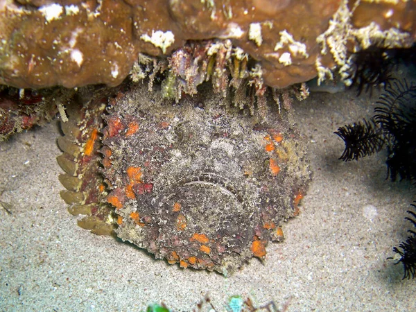 Peixes Pedra Synanceia Verrucosa Debaixo Uma Pedra Mar Filipino 2016 — Fotografia de Stock