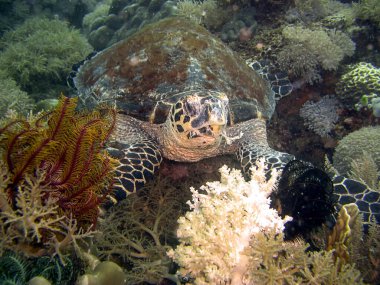 Deniz kaplumbağası Filipinler 'de yüzüyor. 3.12.2015