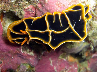 Filipinler 'de 10.12.2015' te yerde sarı çizgili bilinmeyen siyah bir hayvan vardı.